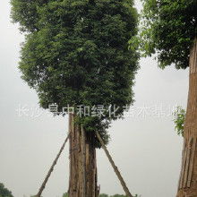 如何以最优惠的价格批发优质乔木？选择放心厂家是关键