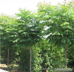 兖州市翔中苗木种植合作社 乔木批发行情与厂家指导价深度解析