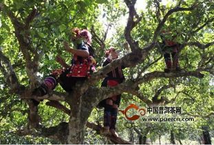 真相 教你识破普洱茶18大经典谎言——乔木乔木