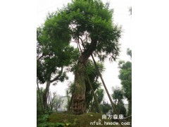 蓝花楹 温江绿化中的紫色诗意乔木