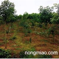 榕城绿韵 福州乔木的四季风景线