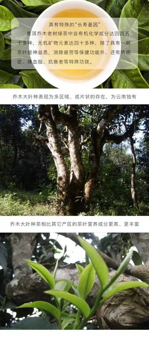 好的产品有好的家长 从乔木案例看产品培育的底层逻辑