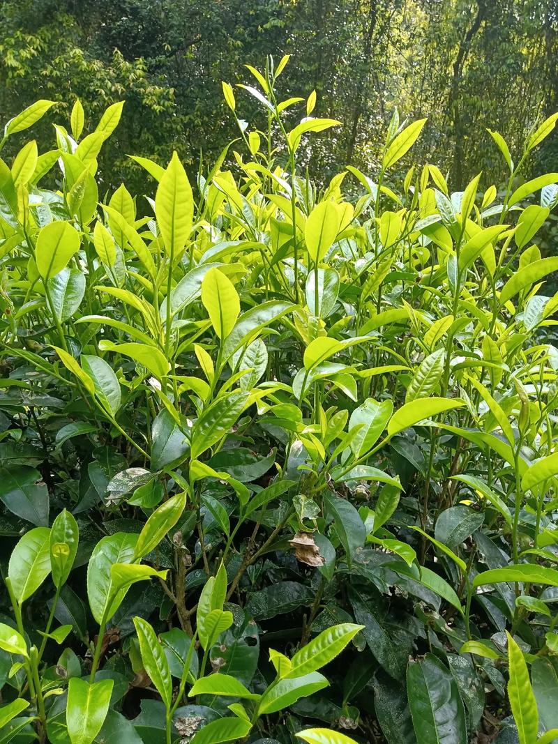 年末藏一缕山野气 今年还有一点乔木手工茶，有需要的吗？