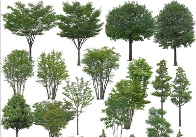 高清园林树木PS素材10绿色乔木下载建筑美景尽收眼底:探索高清园林树木PS素材「独家」高清园林树木PS素材10绿色乔木资源分享2023最新发布:高清园林树木PS素材10绿色乔木绿化视觉盛宴:精选高清园林树木PS素材10绿色乔木「实用」园林设计必备高清素材:10款绿色乔木PS图打造完美景观:高清园林树木PS素材10绿色乔木大放送 _ 建筑指南针