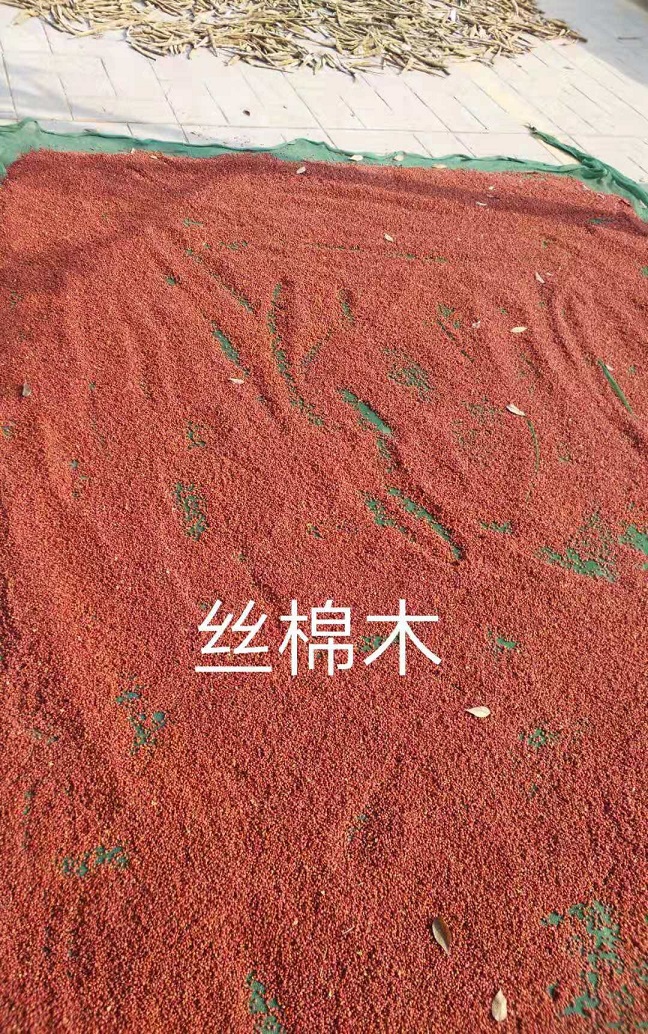 今年新采丝棉木、木瓜树、紫穗槐种子及其小苗、快寄全国